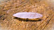 White Moonstone Nose Wear Septum Tusk,Horn Spike Tusk - Body Wear Gemstone - for sale  Shipping to South Africa