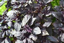 Herb basil dark for sale  SALISBURY