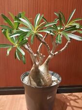Used, Pachypodium gracilius - Caudex. fat plant, succulent, caudiciform, SHOW PLANT! for sale  Shipping to South Africa
