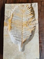 Fossil zamites feneonis gebraucht kaufen  Balingen