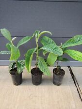 Eriobotrya japonica japanische gebraucht kaufen  Wuppertal