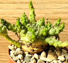 Euphorbia atroviridis pot usato  Baranzate