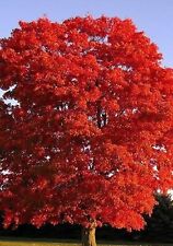 Pcs red maple for sale  Shipping to Ireland