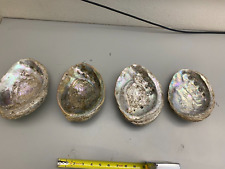 Abalone shells lot for sale  Cass City