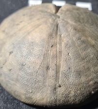Oursin fossile clipeus d'occasion  Fénétrange