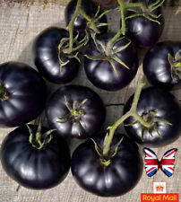 Tomato seeds black for sale  UK