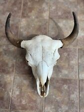 American bison skull for sale  La Veta