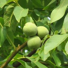 English walnut tree for sale  New Orleans