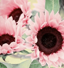 Sunflower seed pink d'occasion  Expédié en Belgium