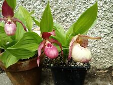 Cypripedium compost potting for sale  LISBURN