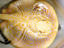 Goldenbase albino pearl for sale  Centralia