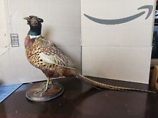 Ringneck pheasant taxidermy for sale  Racine