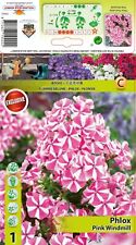 Phlox paniculata flammenblume gebraucht kaufen  Erfurt