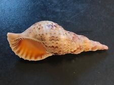 Conchiglia shell charonia usato  Piombino