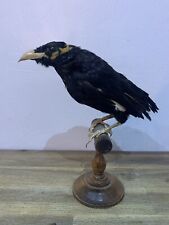 Ancienne taxidermie mainate d'occasion  Antibes