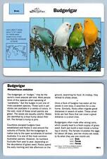 Budgerigar 100.5 birds for sale  SLEAFORD