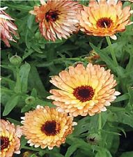 Flower calendula indian for sale  WREXHAM