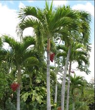 Tropical christmas palm for sale  USA