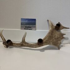 Elk mule whitetail for sale  Pensacola