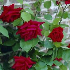 Potted litre climbing for sale  ALFRETON