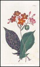 1808 CURTIS Botanical JATROPHA PANDURAEFOLIA Physic-Nut Pl 604 (CB8/121) for sale  Shipping to South Africa