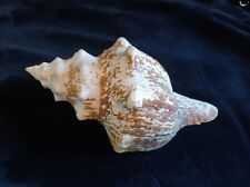 Horse conch for sale  Alvarado