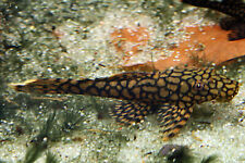 Honeycomb bristlenose pleco for sale  ROTHERHAM