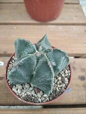 Astrophytum myriostigma fukury usato  Vanzaghello