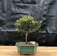 Dwarf cherry blossom for sale  Patchogue