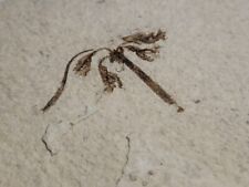 Flower fossil eocene for sale  Oaklyn