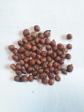 Samen washingtonia robusta gebraucht kaufen  Wadersloh