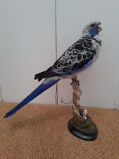 Taxidermy stuffing pet for sale  SAXMUNDHAM