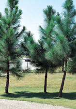 Loblolly pine live for sale  Saint Louis