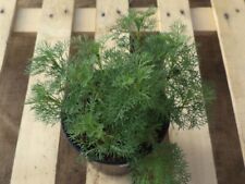 Colastrauch artemisia maritima gebraucht kaufen  Jessen