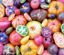  Mistura de tomate exótica e rara de 20+ sementes (sementes de tomate RARAS) comprar usado  Enviando para Brazil