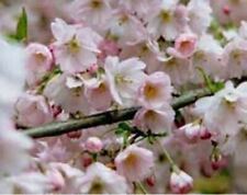 Prunus pandora flowering for sale  KING'S LYNN