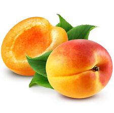 Fruit trees apricot for sale  BANBURY