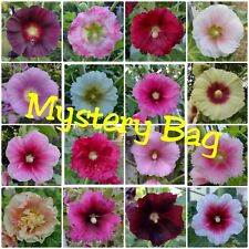 300 hollyhock seeds for sale  Bakersfield