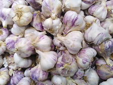 Garlic seeds non for sale  Portland