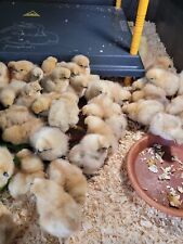 Eier große seidenhühner gebraucht kaufen  Lauda-Königshofen