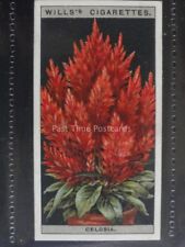 No.14 CELOSIA - Flower Culture in Pots - Wills Ltd 1925, used for sale  Shipping to South Africa