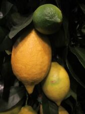 Citrus lemon saisons gebraucht kaufen  Wuppertal