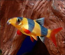 Clown loach peaceful for sale  UK