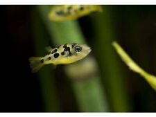 Pea puffer freshwater for sale  Garden Grove