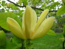 Pianta magnolia brookynensis usato  Italia