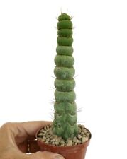 Eulychnia Castanea Spiralis D8 for sale  Shipping to South Africa