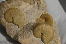 Grand bloc ammonites d'occasion  Pont-à-Mousson