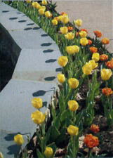 Aceo spring tulips for sale  Harrisonburg