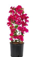Live plant bougainvillea for sale  Perry