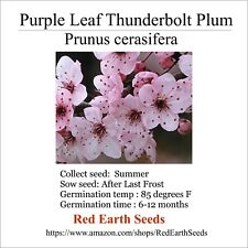 Purple leaf thunderbolt for sale  Tecumseh